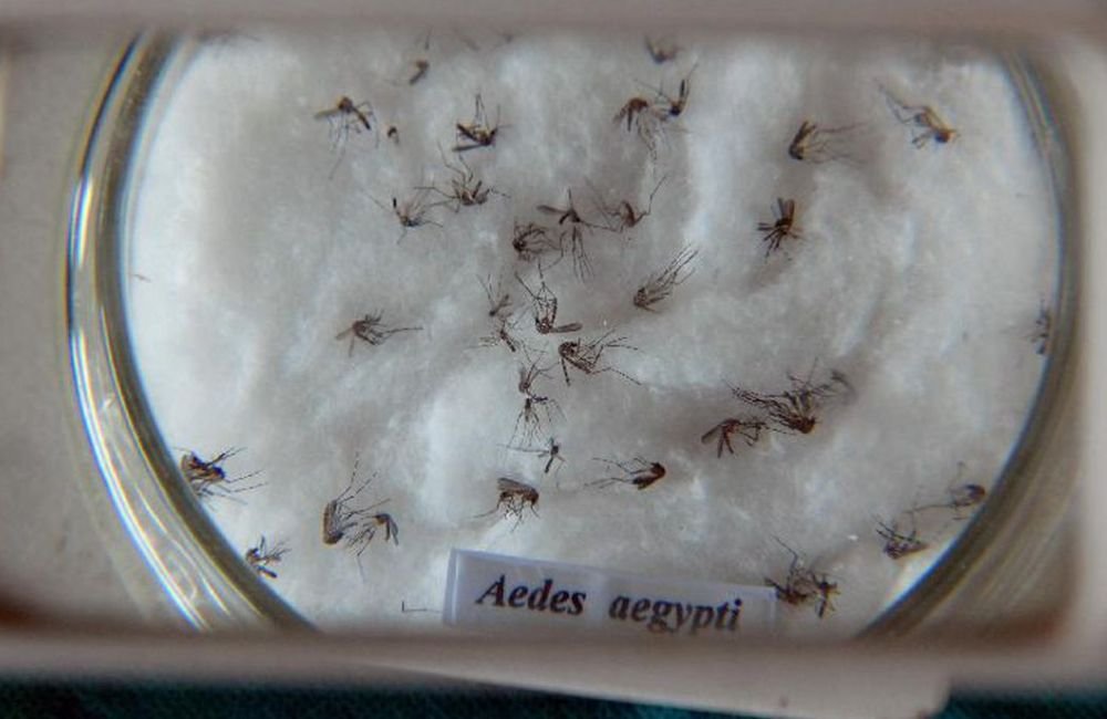 Saúde de Goiás confirma sete mortes por dengue