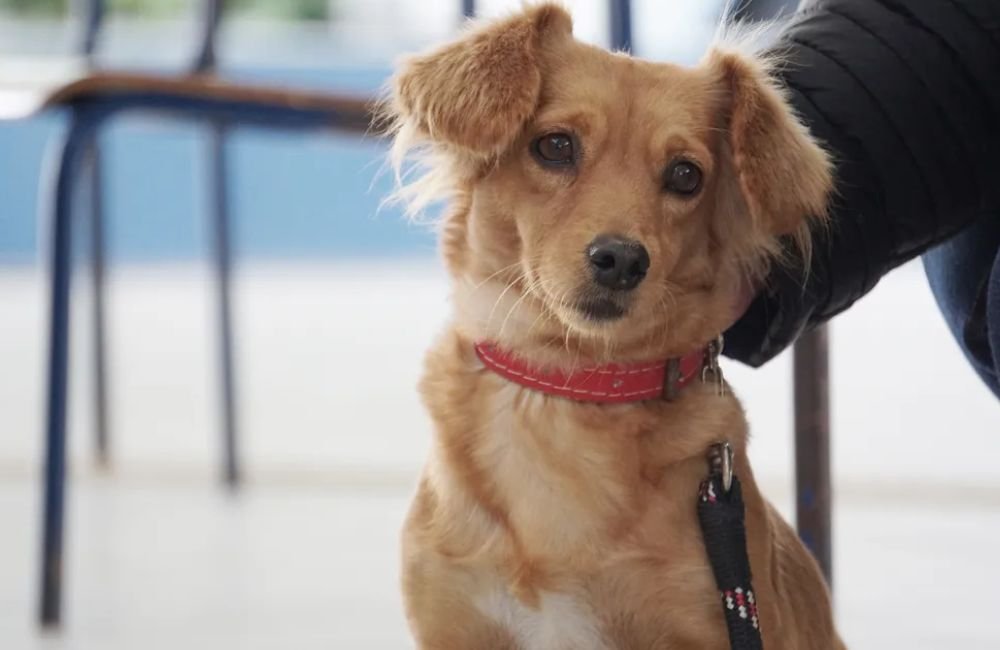 Programa de Castração Animal, para famílias de Baixa Renda