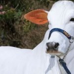 Vaca nelore mais cara do mundo é goiana e vale R$ 21 milhões