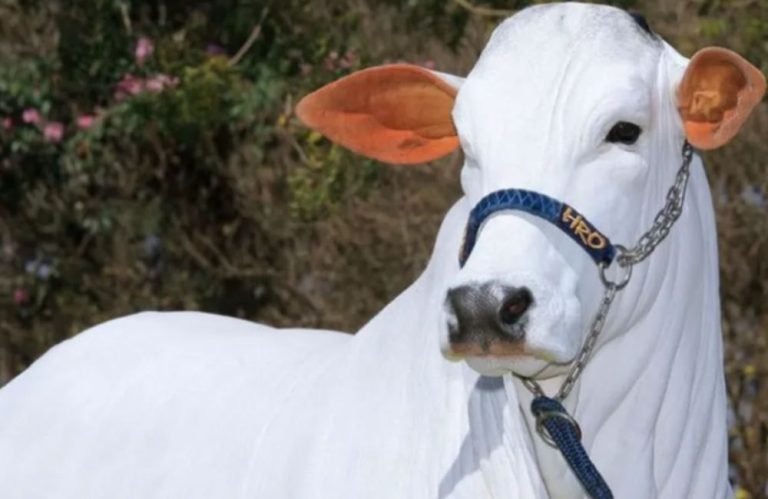 Vaca nelore mais cara do mundo é goiana e vale R$ 21 milhões