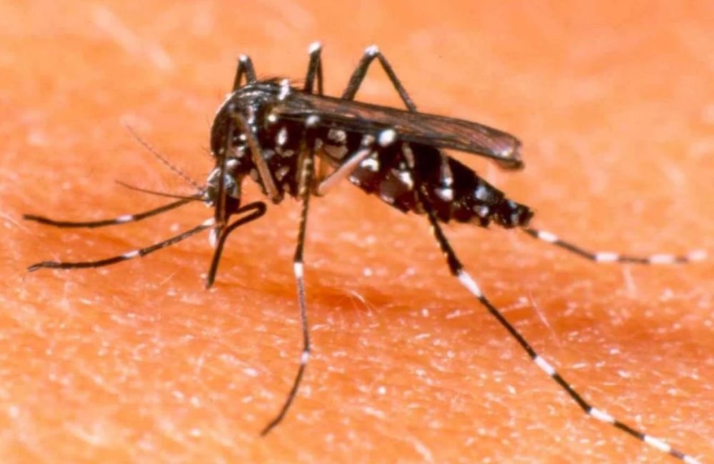 Deputado propõe que rede pública de Saúde disponibilize vacina contra a dengue em Goiás