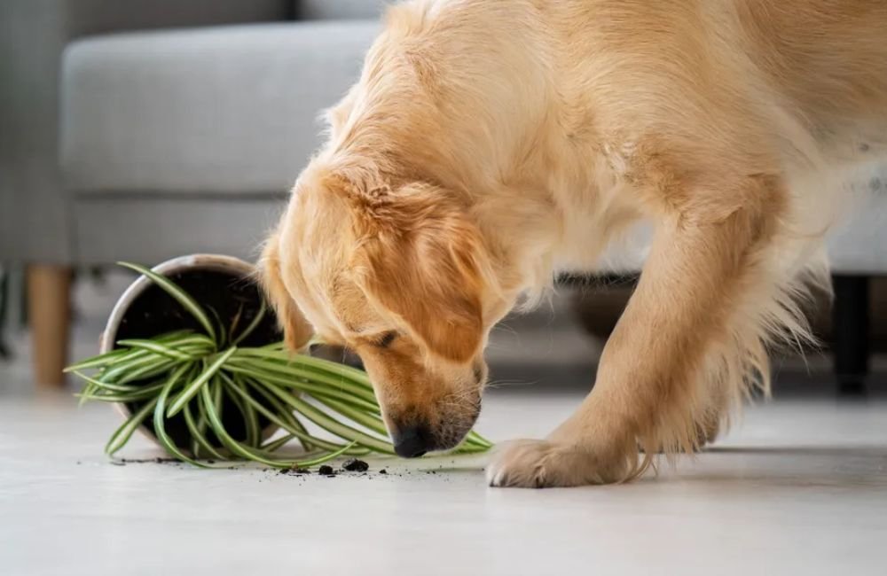 As dez plantas mais mortais para os cachorros, veja lista