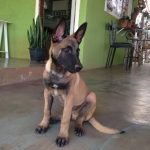 Cachorro desaparecido procura-se por Sombra