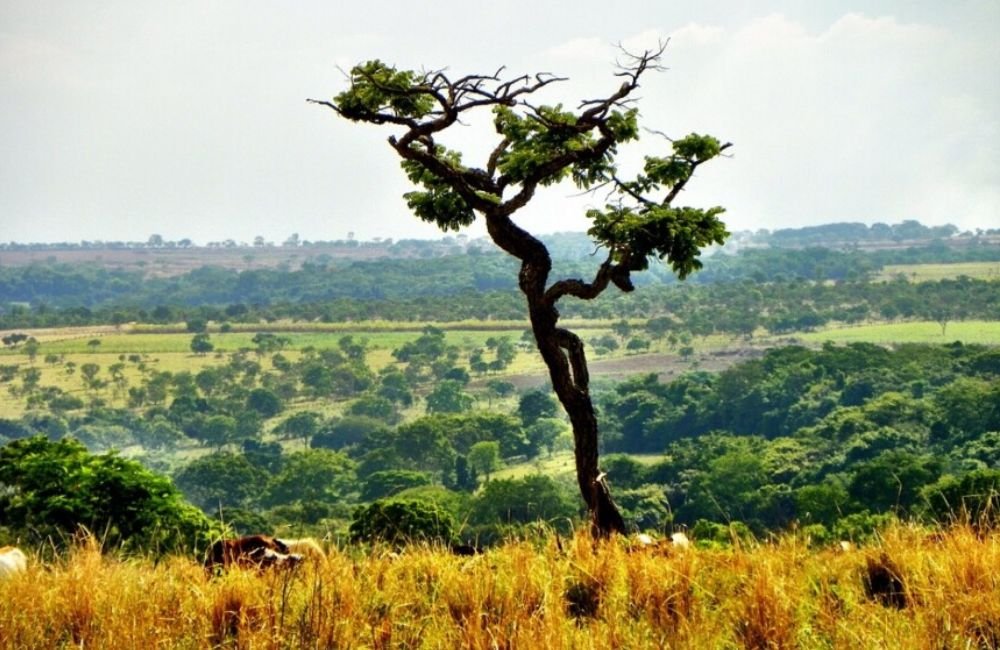 Projeto que suspende desmatamento do Cerrado por 10 anos tramita no Senado