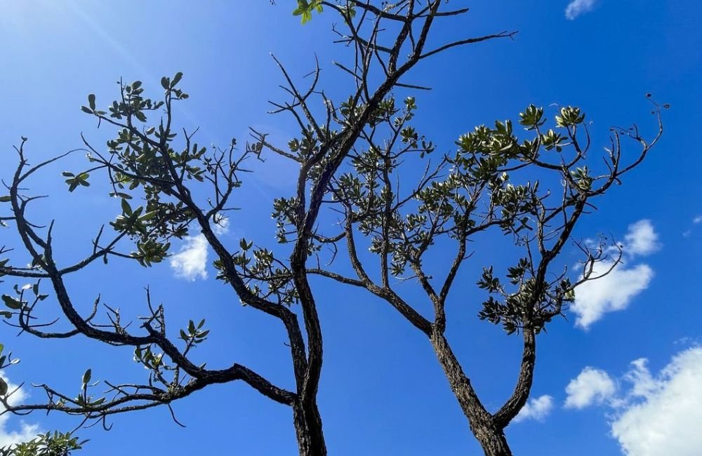 Alertas de desmatamento batem recorde no Cerrado