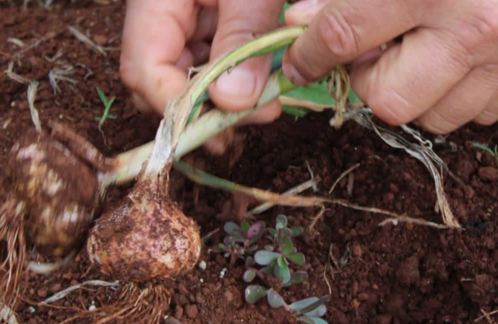 Horta Solidária Urbana
