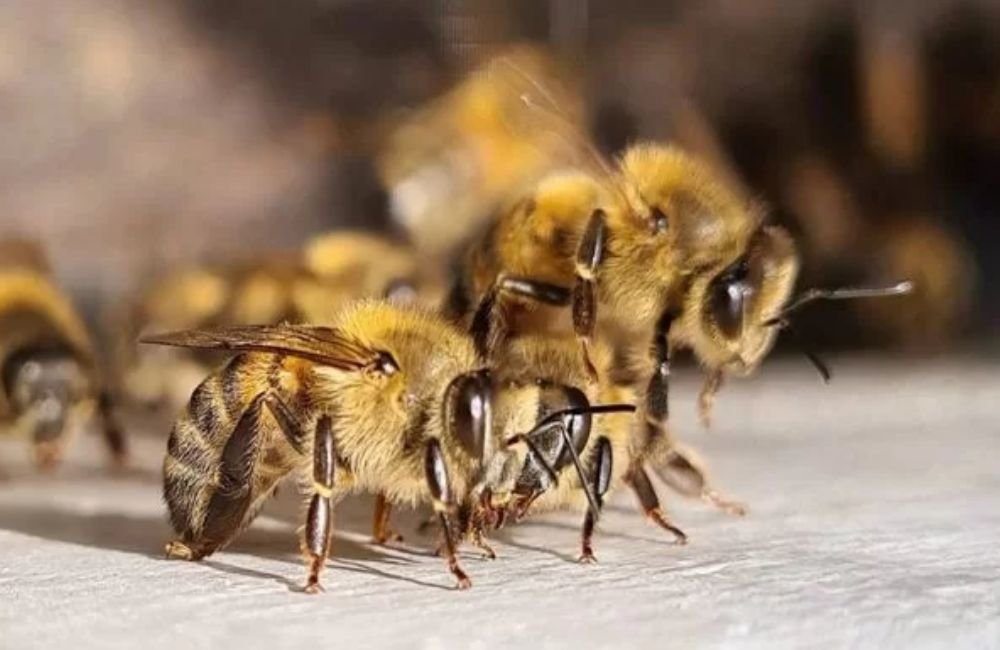 Idoso morre após ataque de abelhas em fazenda de Goiás