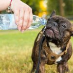 Tempo seco afeta saúde de cães e gatos; saiba amenizar efeitos da baixa umidade