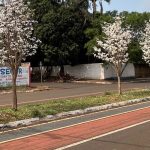 previsao do tempo cima ipe branco jatai pista de ciclista ciclofaixa