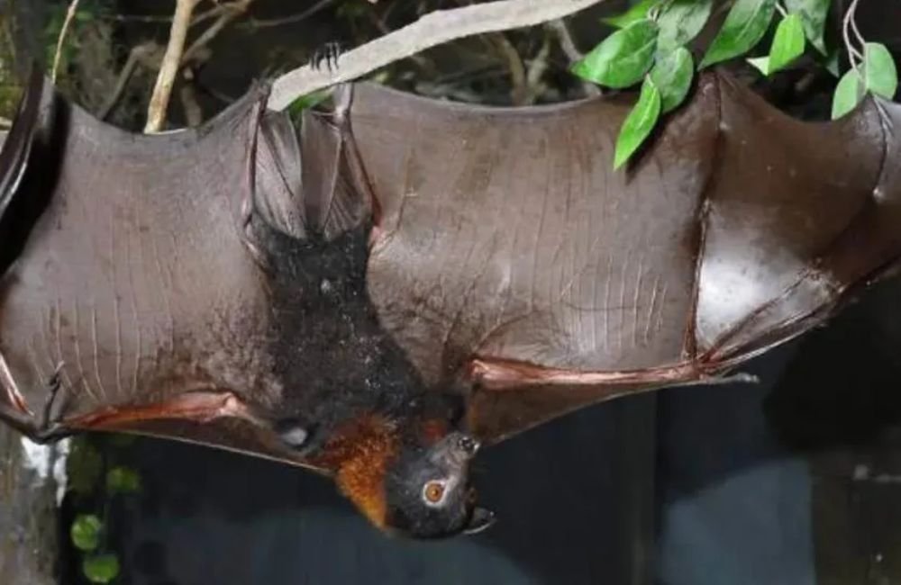 Goiânia confirma quatro casos de raiva em morcegos; veja cuidados