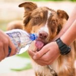 Onda de Calor Extremo já Afeta Parte do Brasil - Como Proteger Seus Animais de Estimação
