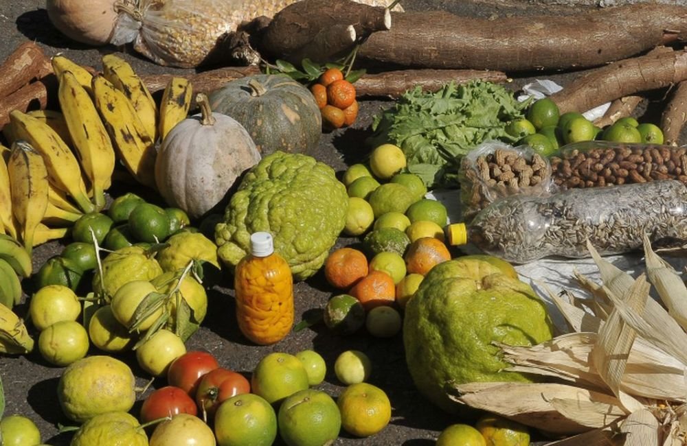 Programa estimulará produção sustentável de alimentos em áreas urbanas