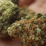 Associação e Secretaria de Saúde de Goiás assinam termo de cooperação pela regulamentação da maconha medicinal