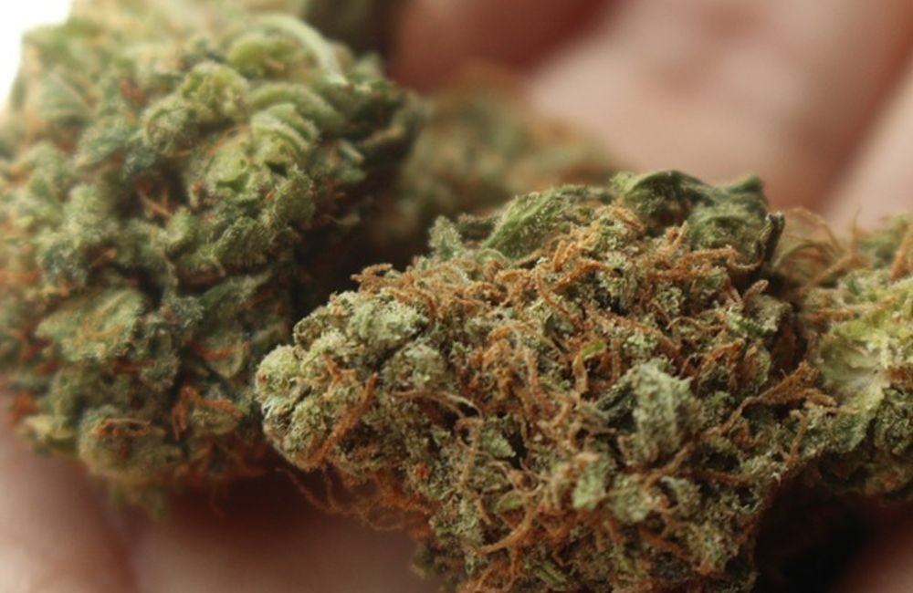 Associação e Secretaria de Saúde de Goiás assinam termo de cooperação pela regulamentação da maconha medicinal