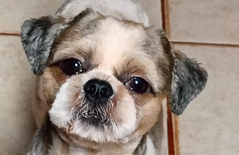 Cachorrinho Desaparece em Jataí