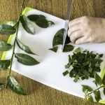 Ora-pro-nóbis saiba mais sobre planta proteica e polivitamínica