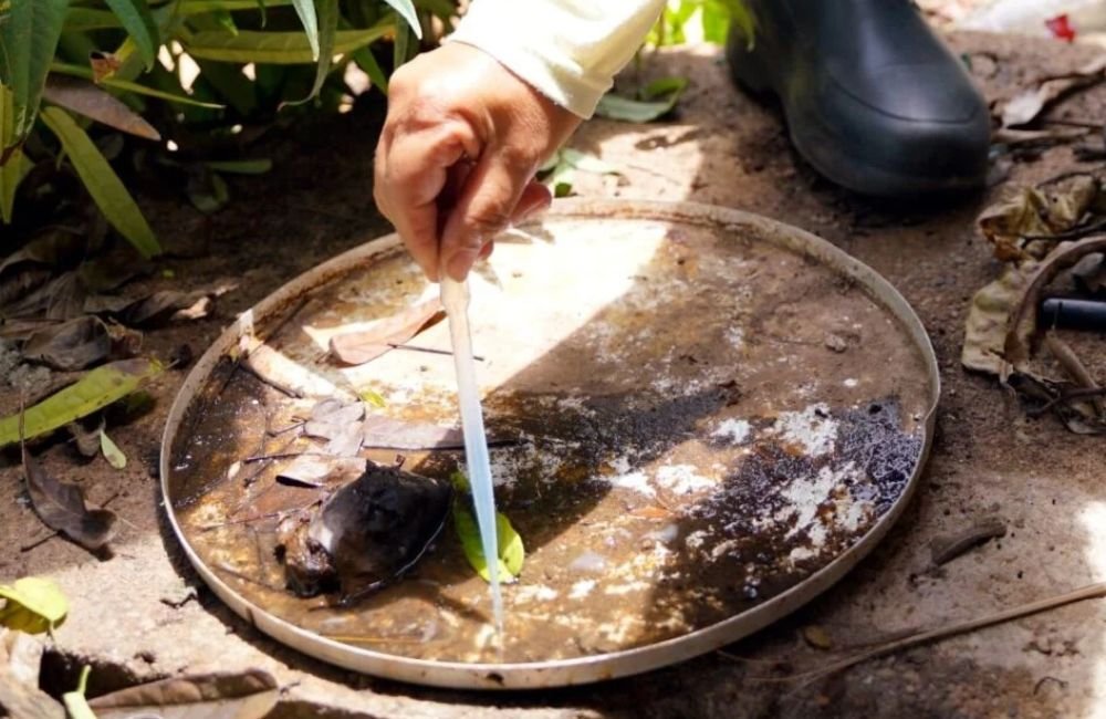 Após Ministério da Saúde alertar para possível epidemia de dengue, Goiás reage