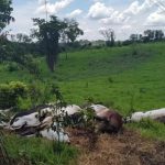 Fazendeiro da cidade de Goiás perde dez cabeças de gado após cabo de alta tensão arrebentar