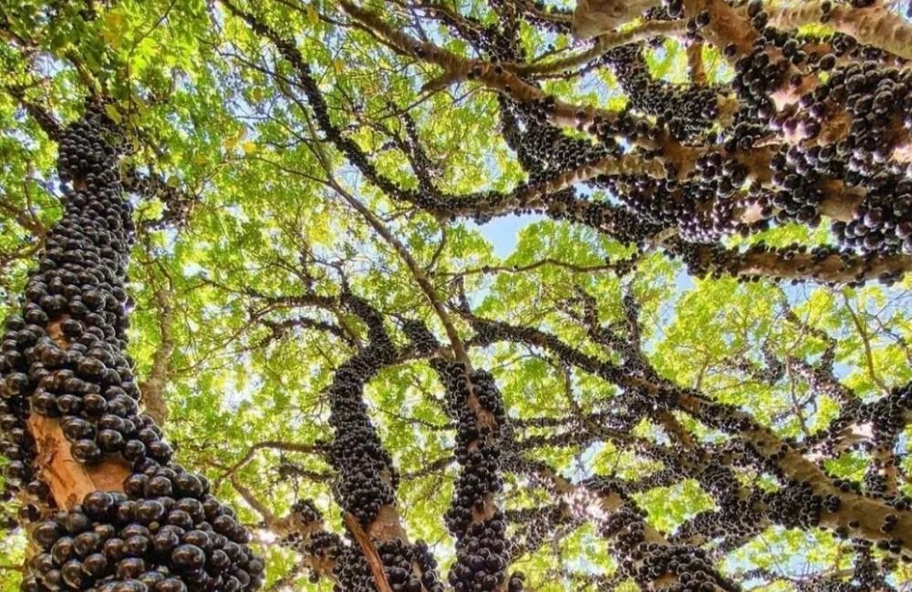 Jabuticaba é eleita a melhor fruta do Brasil e 2º lugar no ranking mundial