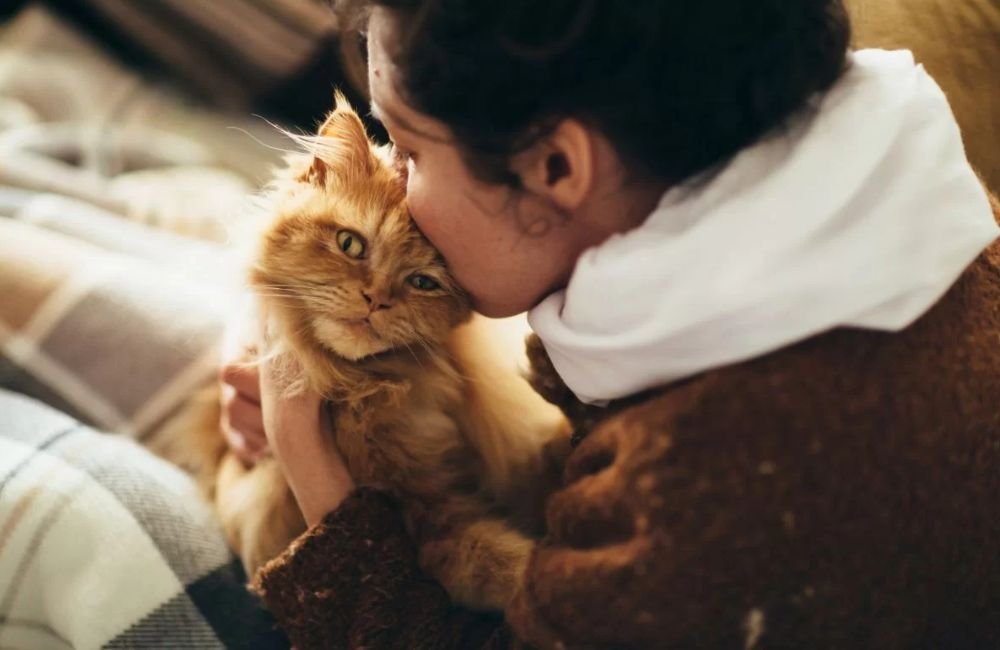 5 coisas que você precisa saber antes de adotar um gato