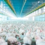 Agrodefesa reforça medidas para evitar foco de gripe aviária no estado