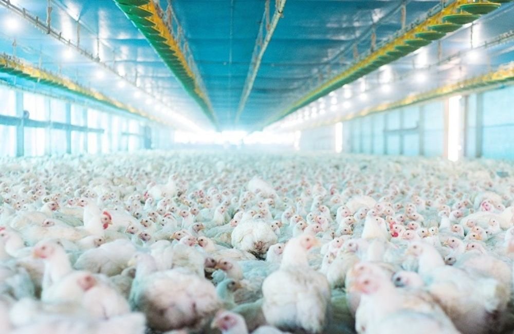 Agrodefesa reforça medidas para evitar foco de gripe aviária no estado