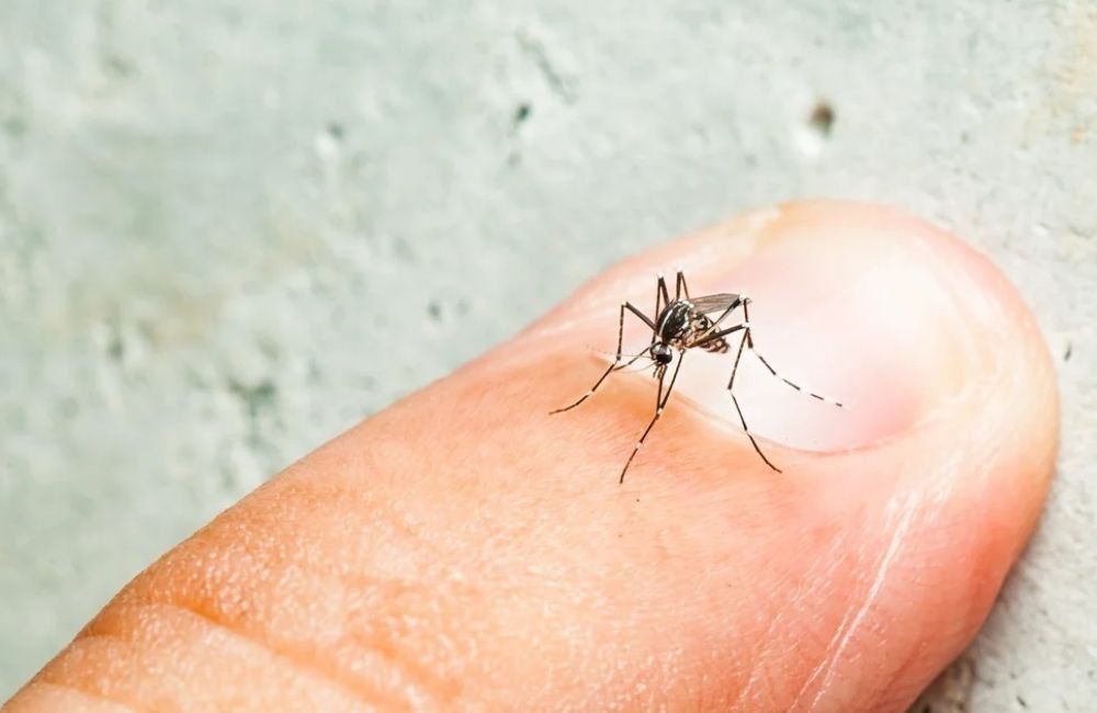 Alerta Epidemiológico: Presença do Aedes aegypti em Climatizadores de Ar preocupa Autoridades de Jataí