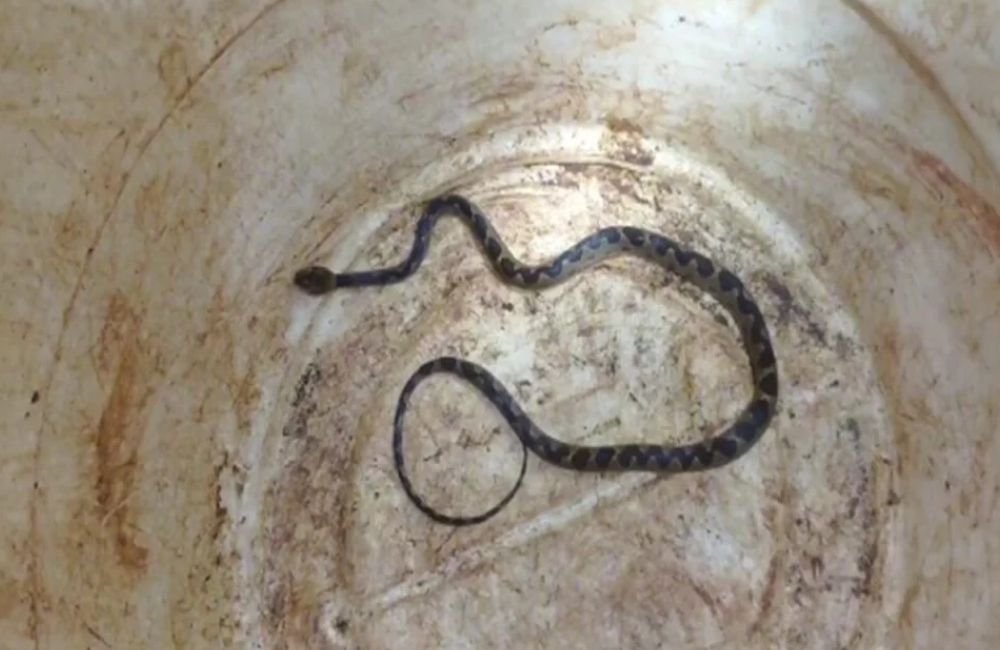 Família viaja mil km e descobre serpente dentro de carro em Jataí