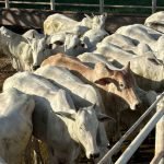 Cotações Agronegócio Jataí Goiás Gado