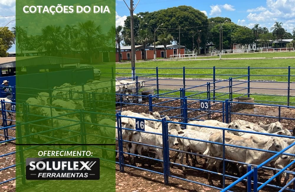 Cotações do Agronegócio em 22 de Agosto: Dólar e Preços Atualizados do Dia