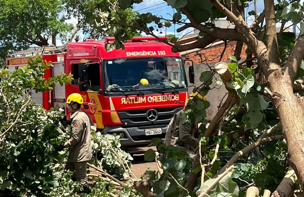 Fim de Semana de Intenso Trabalho Para o Corpo de Bombeiros em Jataí com Quedas de Árvores em Vias Públicas