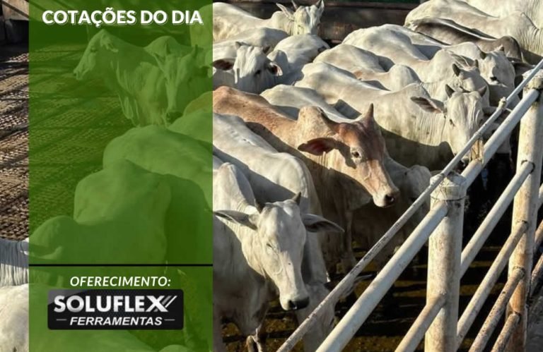 cotacoes do dia