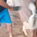 Funcionário público é preso após agredir cachorro