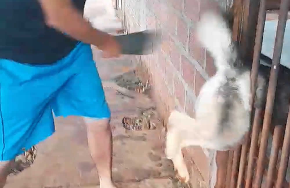 VÍDEO: Funcionário público é preso após agredir cachorro na frente de crianças