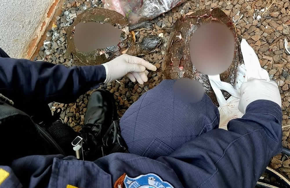 GCMJ captura indivíduo por captura e morte de tartarugas no lago Diacuí