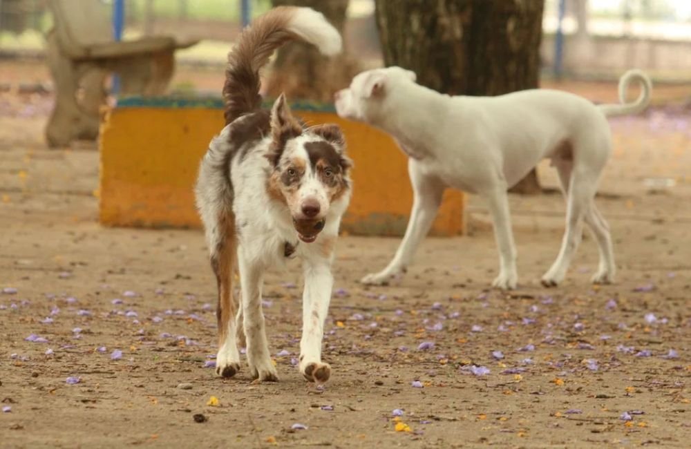 Projeto de lei busca incluir plano de saúde animal entre os benefícios de trabalhadores
