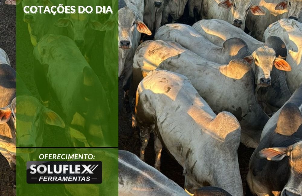 Cotações do Agronegócio em 29 de Agosto: Dólar e Preços Atualizados do Dia