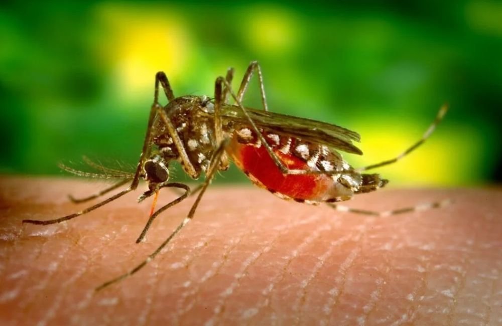 Dengue e chikungunya