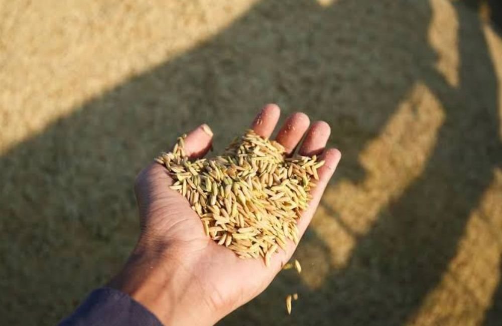 Safra de arroz: Expectativa de redução no preço do cereal