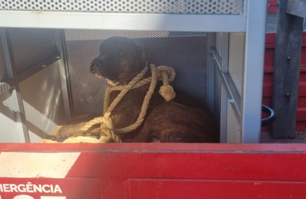 Adolescente é atacada por cachorro de grande porte em escola