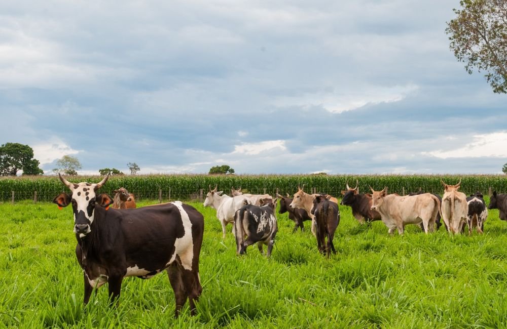 Agrodefesa orienta sobre prazos e novas regras para declaração de rebanho