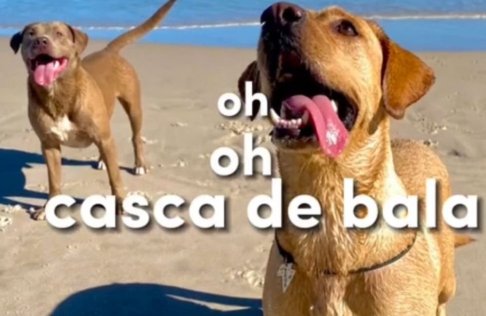 ‘Casca de bala’: Saiba o que significa termo de música que viralizou nas redes