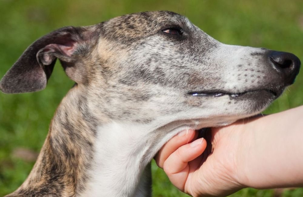 Carinho em cães: saiba como fazer de uma forma que eles gostem