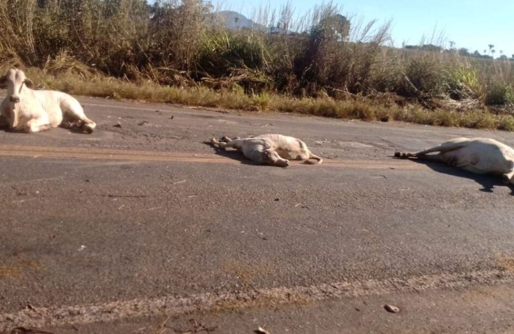 RIO DOS BOIS Carreta atropela e mata mais de 10 bovinos em Goiás