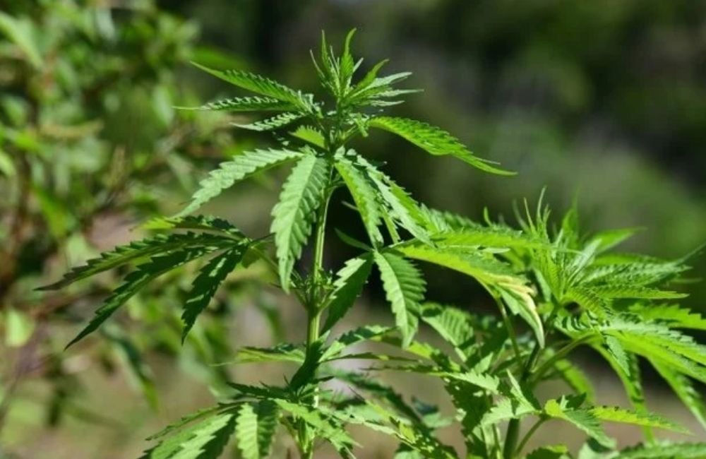 STF forma maioria para descriminalizar posse de maconha