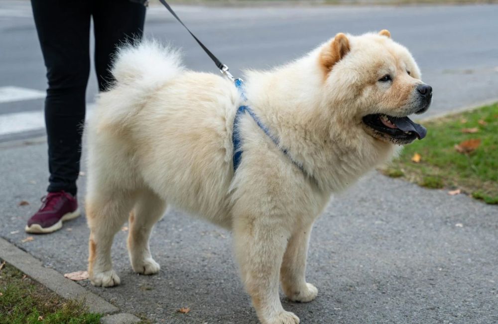 6 raças de cães mais caras do mundo (a última só os milionários têm)