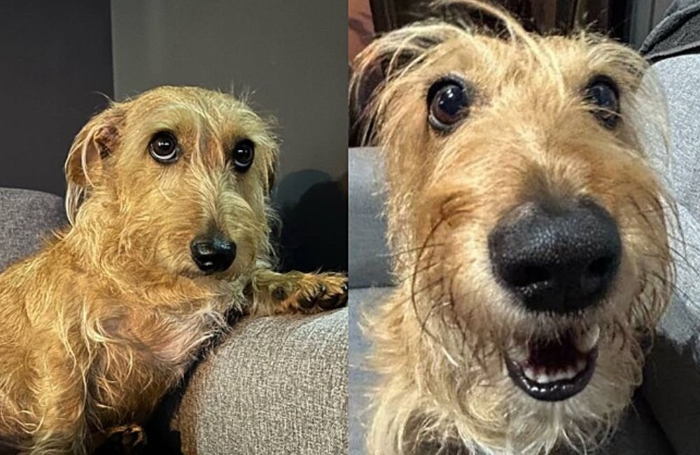 Conheça a 'nova raça' de cachorros amada pelos brasileiros a fiapo de manga