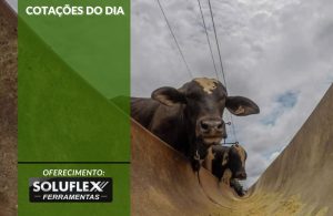 Cotações do Dia - Pn7 2024 - Soluflex