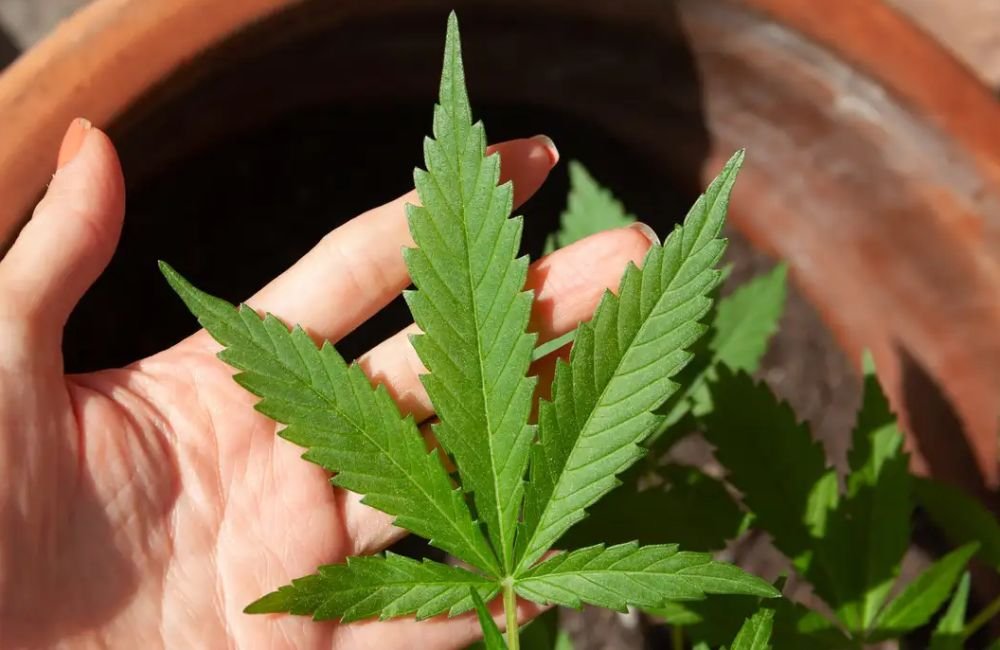 Decisão do STF sobre porte de maconha demanda novos procedimentos