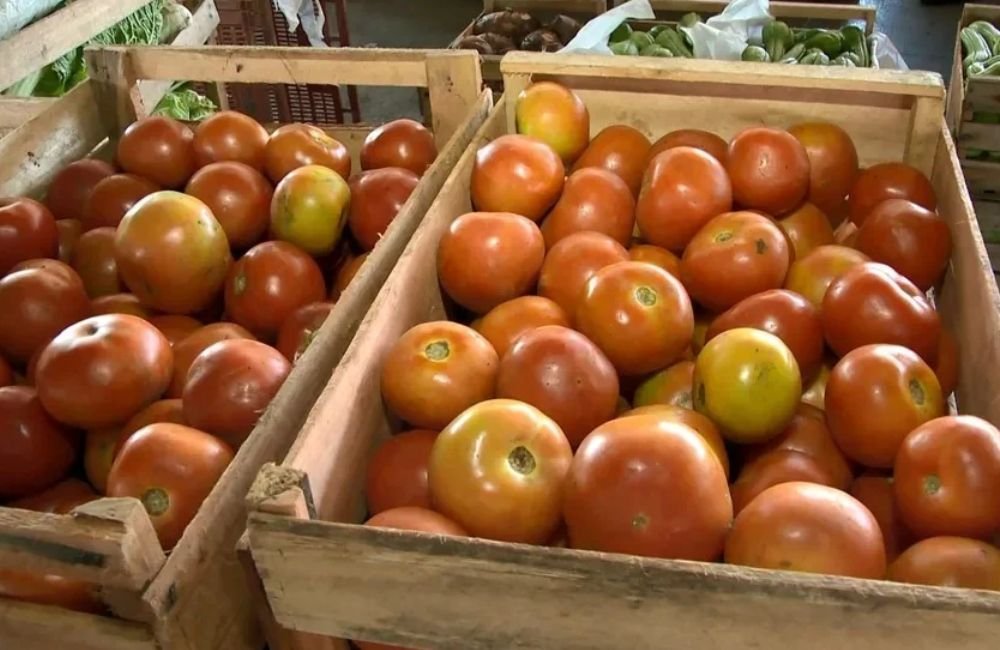 Nenhum fenômeno natural explica a alta absurda no preço dos tomates em Goiás, diz especialista
